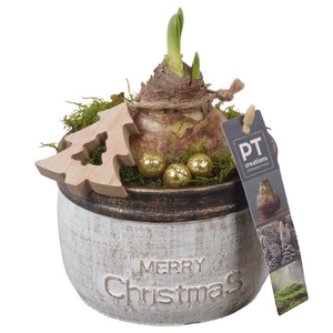 PTACH5846 Arrangementen Kerst