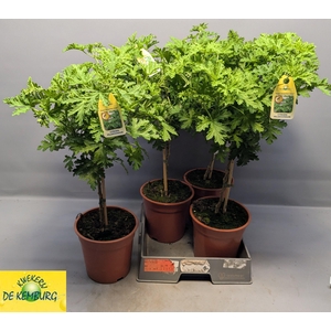 PEL GRAV LEMON TREE