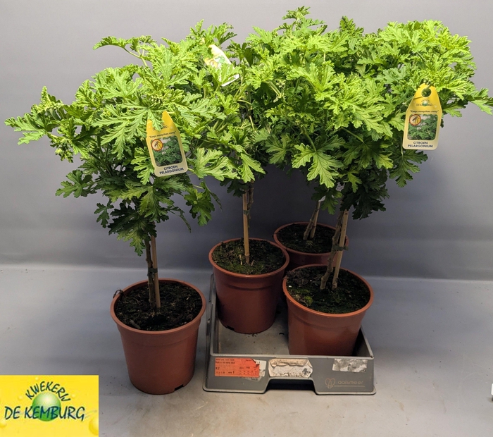 <h4>PEL GRAV LEMON TREE</h4>