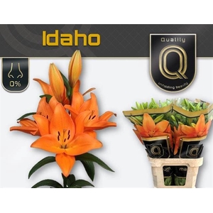 LI LA IDAHO