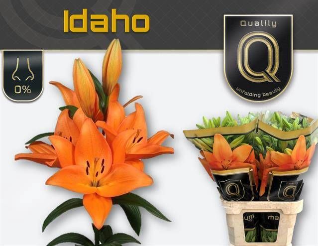 <h4>LI LA IDAHO</h4>