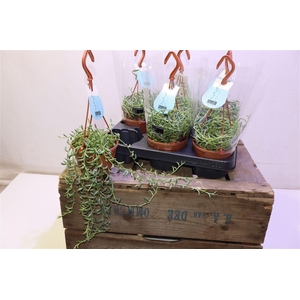 arr8 Senec Ov In Hangpotje