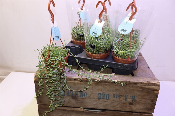 <h4>Senec Ov In Hangpotje</h4>