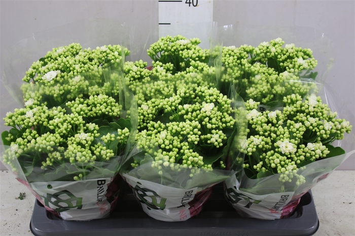 <h4>Kalanchoe Calandiva Wit</h4>