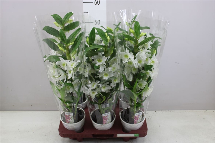 <h4>Dendrobium Nobilee Wit 2 Tak</h4>