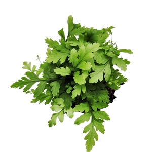 Athyrium Spicatum - De varen voor binnen en buiten!