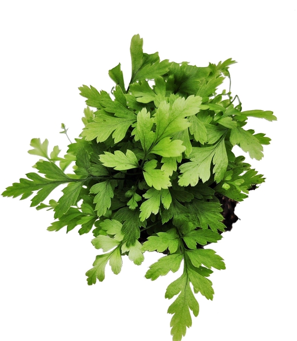 <h4>Athyrium Spicatum - De varen voor binnen en buiten!</h4>