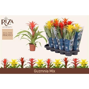GUZM GEM 5 SRT