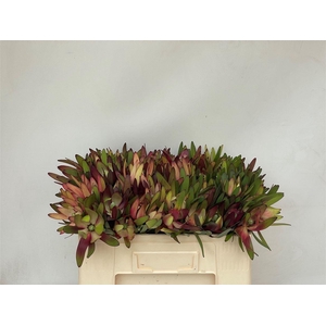 Leucadendron Safari Sunset