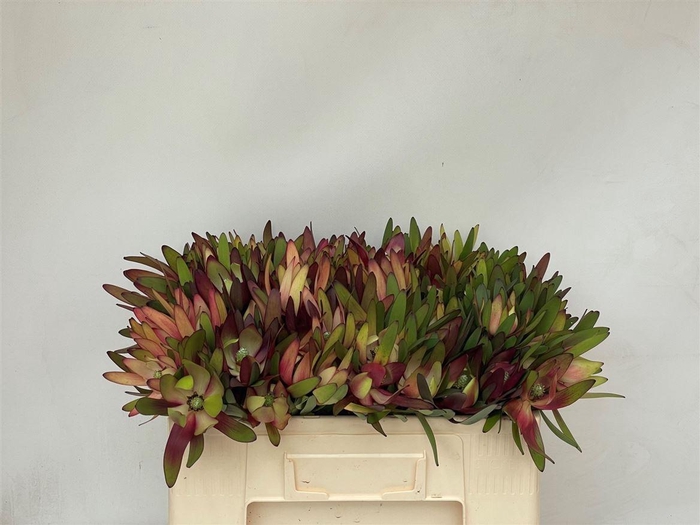 <h4>Leucadendron Safari Sunset</h4>