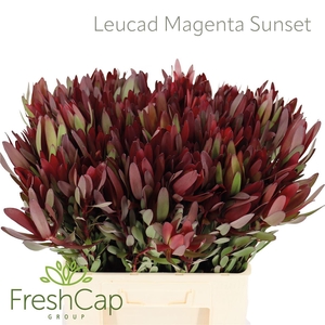 Leucad Magenta Sunset