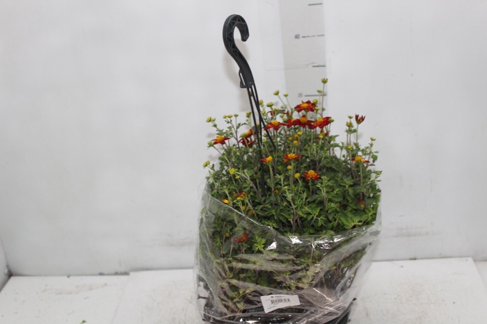 <h4>BIDENS C21 VARIADO</h4>