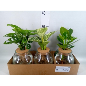 Planten ..mix