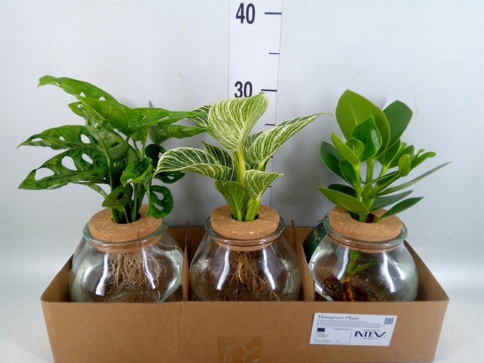 <h4>Planten ..mix</h4>