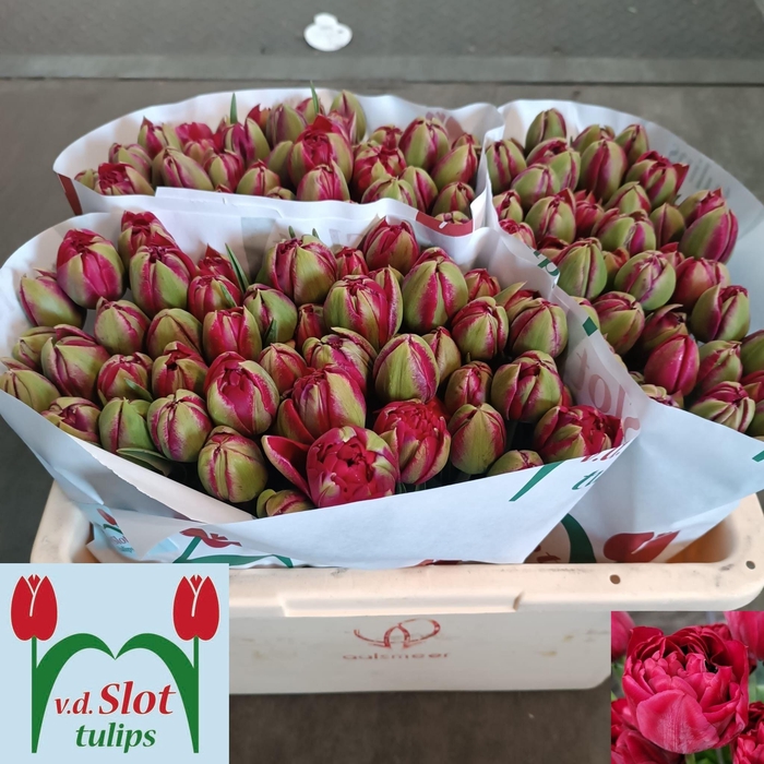 <h4>TU DU VENICE</h4>