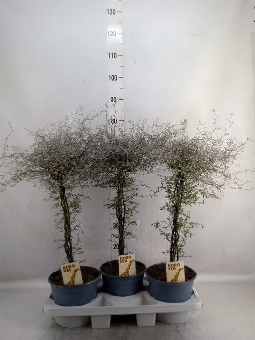 <h4>Corokia cotoneaster</h4>