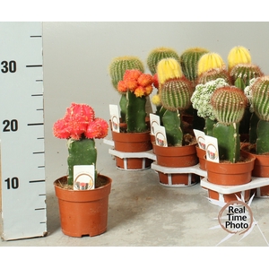 CACTUS GEM