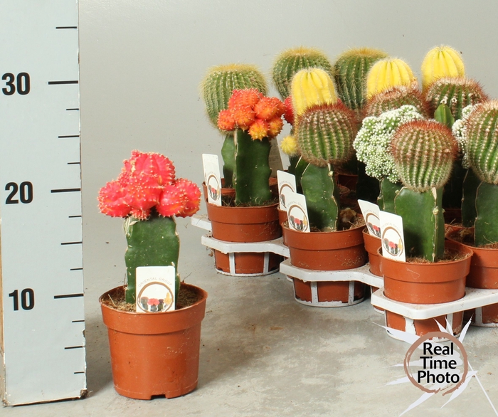 <h4>CACTUS GEM</h4>
