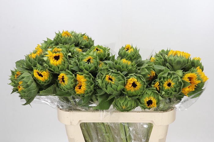 <h4>Helianthus Orange Fire</h4>