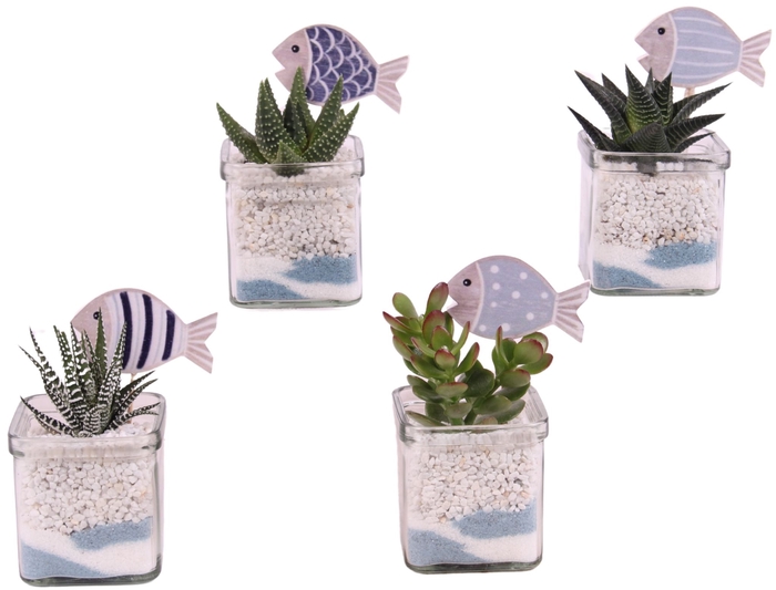 <h4>Opm Maritime Arr. Succulent Glass Accuglas Square</h4>