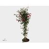 FUCHSIA DOLLARPRINZE