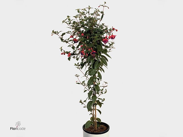 FUCHSIA DOLLARPRINZE
