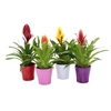 Vriesea gemengd 8 soorten keramiek Sensation Coco Mix