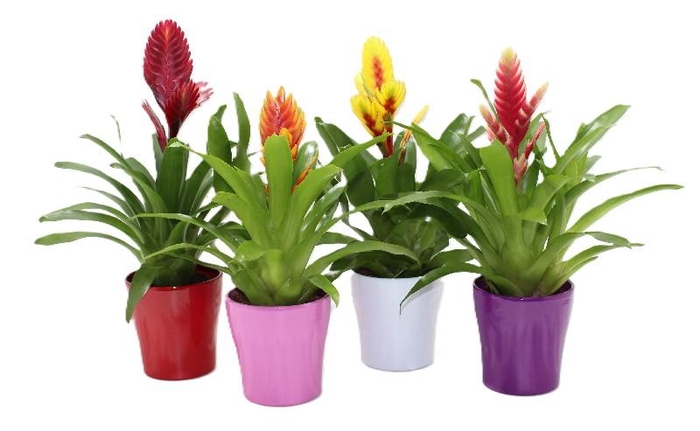 <h4>Bromelia arrangement keramiek Coco mix (Met Hoes), Vriesea-mix</h4>