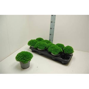 Selaginella Apoda 12Ø 20cm