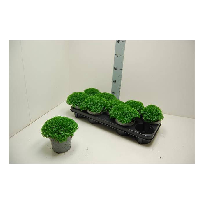 <h4>Selaginella Apoda 12Ø 20cm</h4>