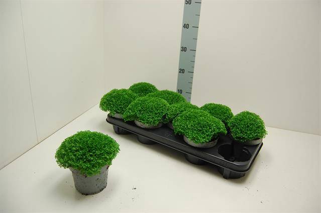 Selaginella Apoda 12Ø 20cm