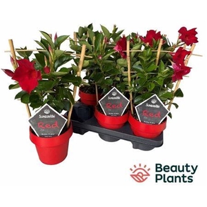 Mande Sun Red