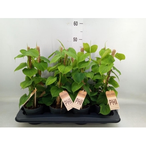 Epipremnum pinn.   HG