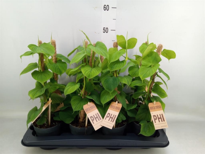 <h4>Epipremnum pinn.   HG</h4>