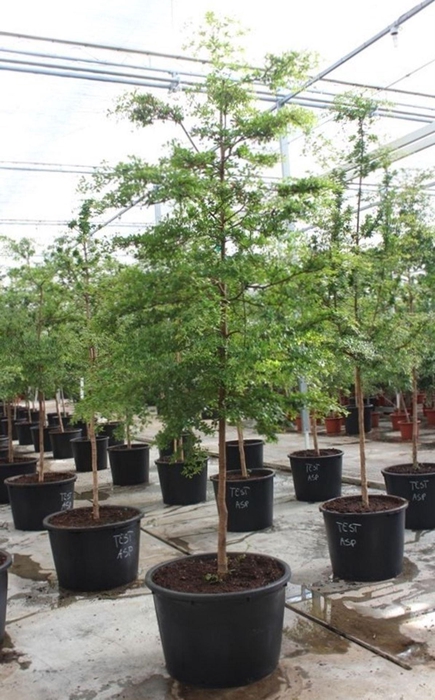 <h4>Overig planten</h4>