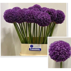 ALLIUM AMBASSADOR