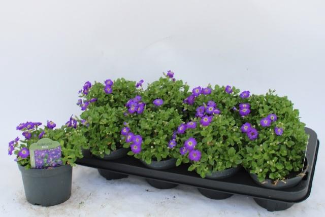 <h4>AUBR GRACILIS KITTE</h4>