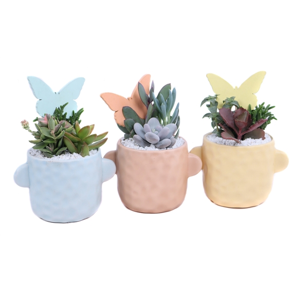 <h4>3 x Succulent 5,5 cm mix in Bryggen sierpot met witte steentjes en vlinder</h4>