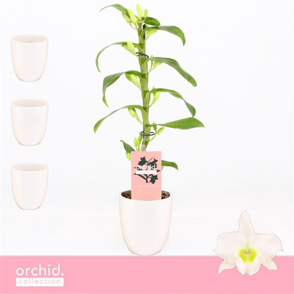 <h4>Dendrobium Nobilé, Apollon 1-spike Compact in Lotte White 'Orchid Collection'</h4>
