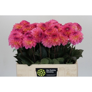 Dahlia Esli