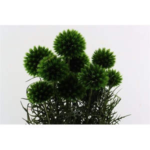 Pres Echinops 10pc Dark Green Bunch