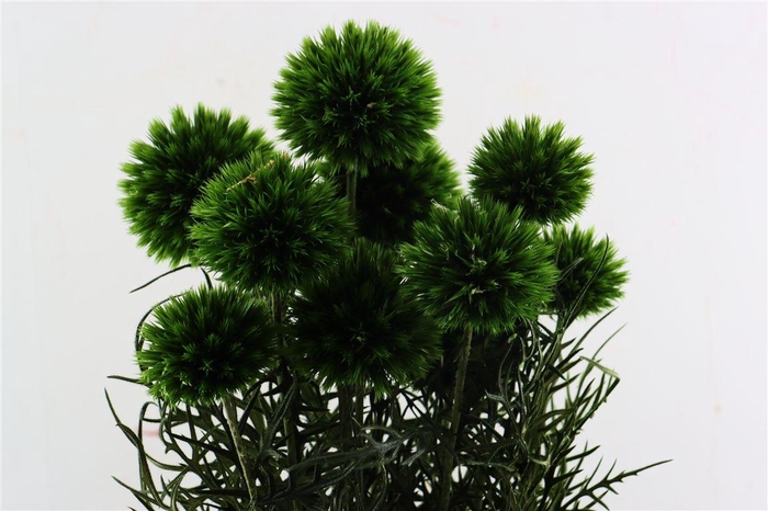 <h4>Pres Echinops 10pc Dark Green Bunch</h4>