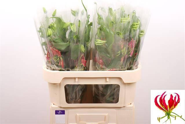 <h4>GLORIOSA S FIFT SHAD#</h4>