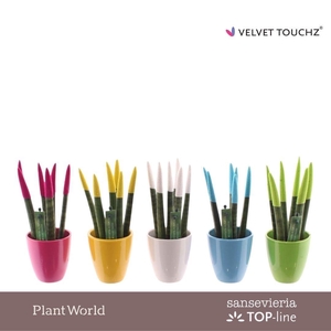 Sansevieria VELVET TOUCHZ® Colourfull Easter mix in Osaka keramiek