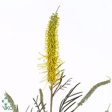 Grevillea 'Sandra Gordon'