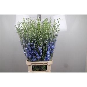 Delph Du Aurora L Blue