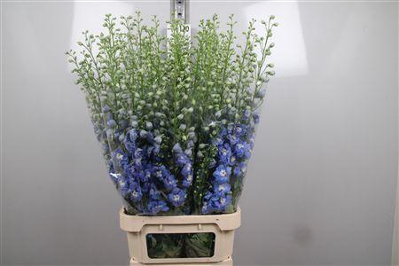 <h4>Delph Du Aurora L Blue</h4>