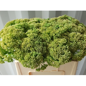 SEDUM SPECTABILE
