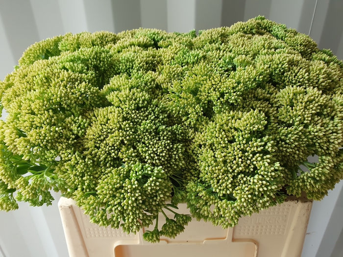 <h4>SEDUM SPECTABILE</h4>