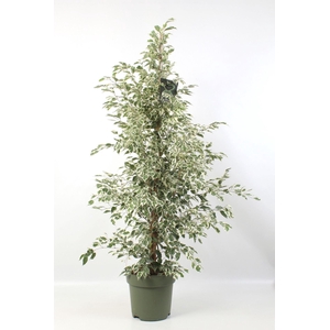 Ficus Starlight